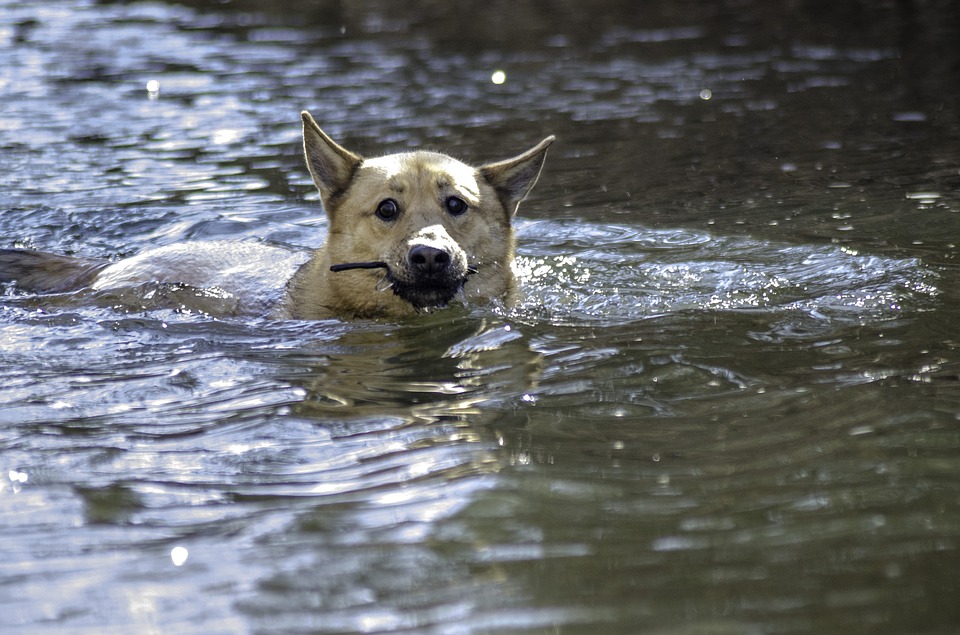 How To Keep Your Dog Safe In The Heat This Summer