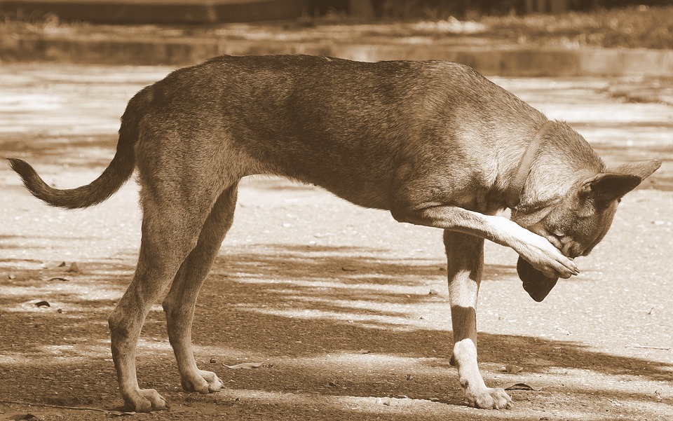 Omega 3 for Dogs - Omega 3 and your Dog's Skin Health