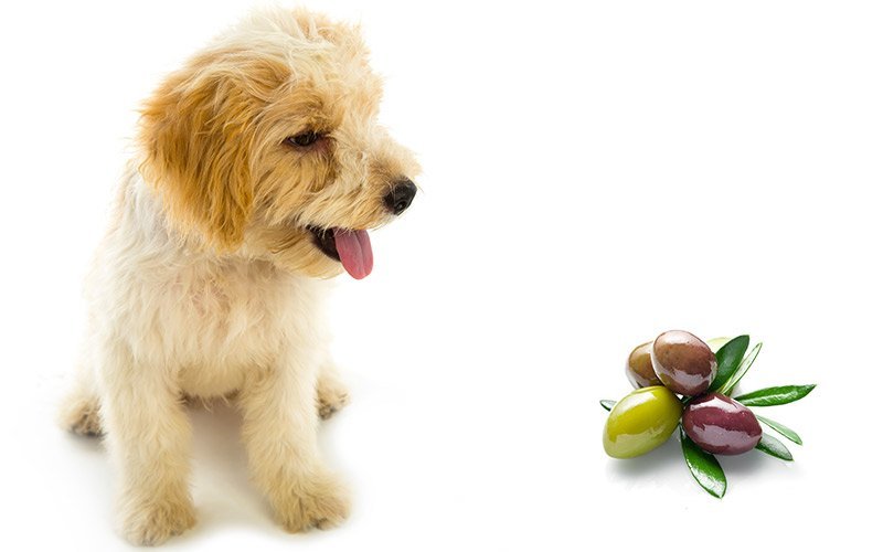 Are Olive Seeds Poisonous To Dogs