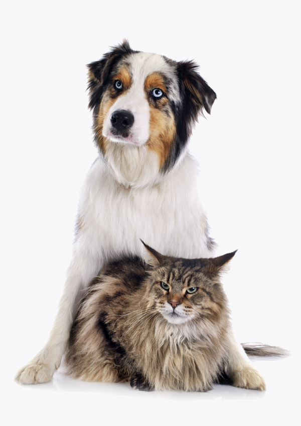 dog-and-cat-pawpaw