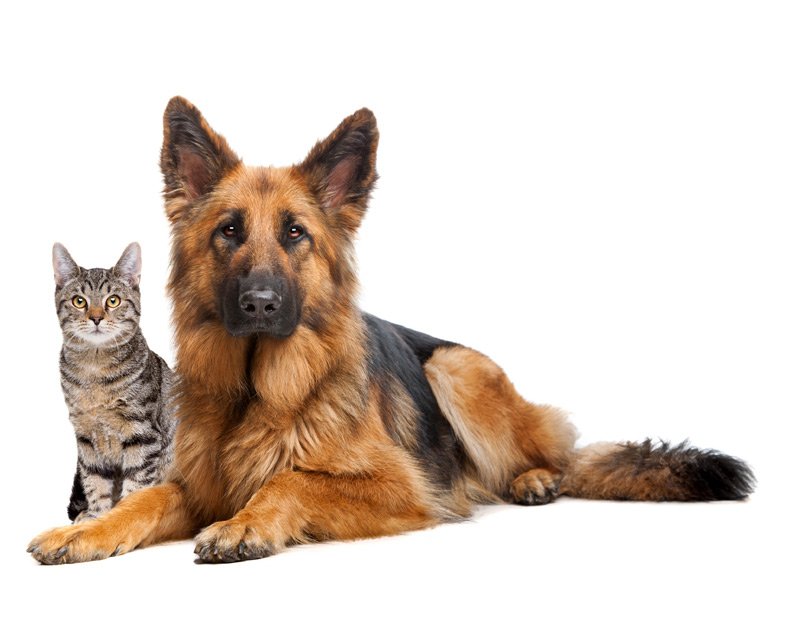 pets-join-paws