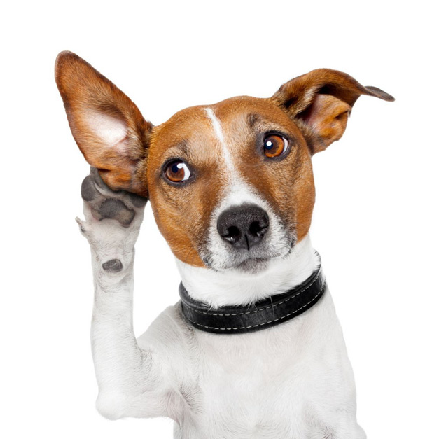 Contact-PawPaw-Pet-Health-Insurance_mobile