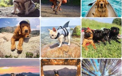 TEN TIPS FOR HIKING WITH DOGS
