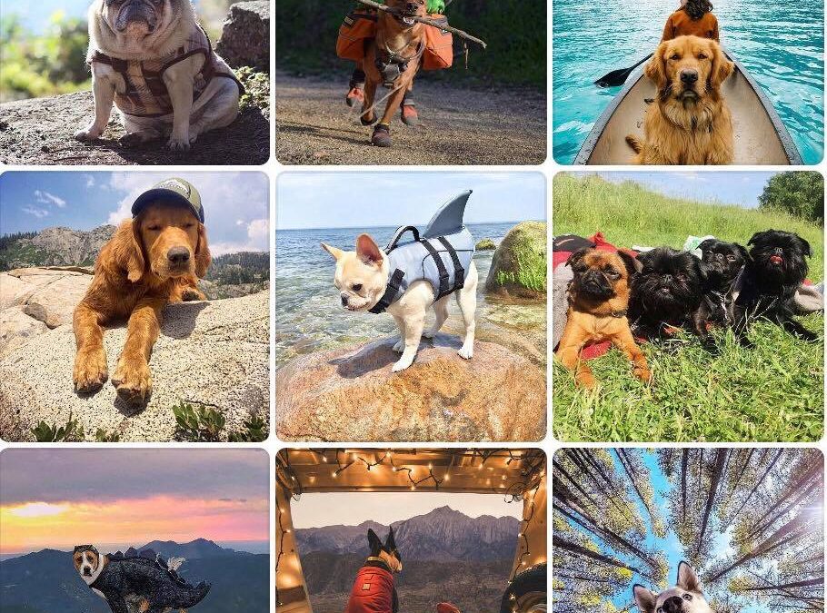 TEN TIPS FOR HIKING WITH DOGS