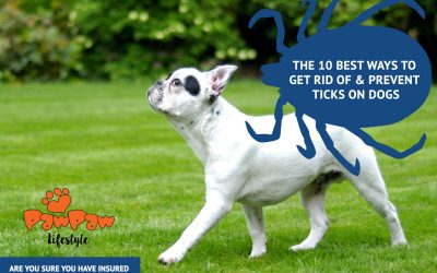 The 10 Best Ways to Get Rid of & Prevent Ticks on Dogs