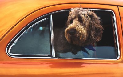 Essential Road Trip Tips That Will Give Your Dog The Adventure Of A Lifetime