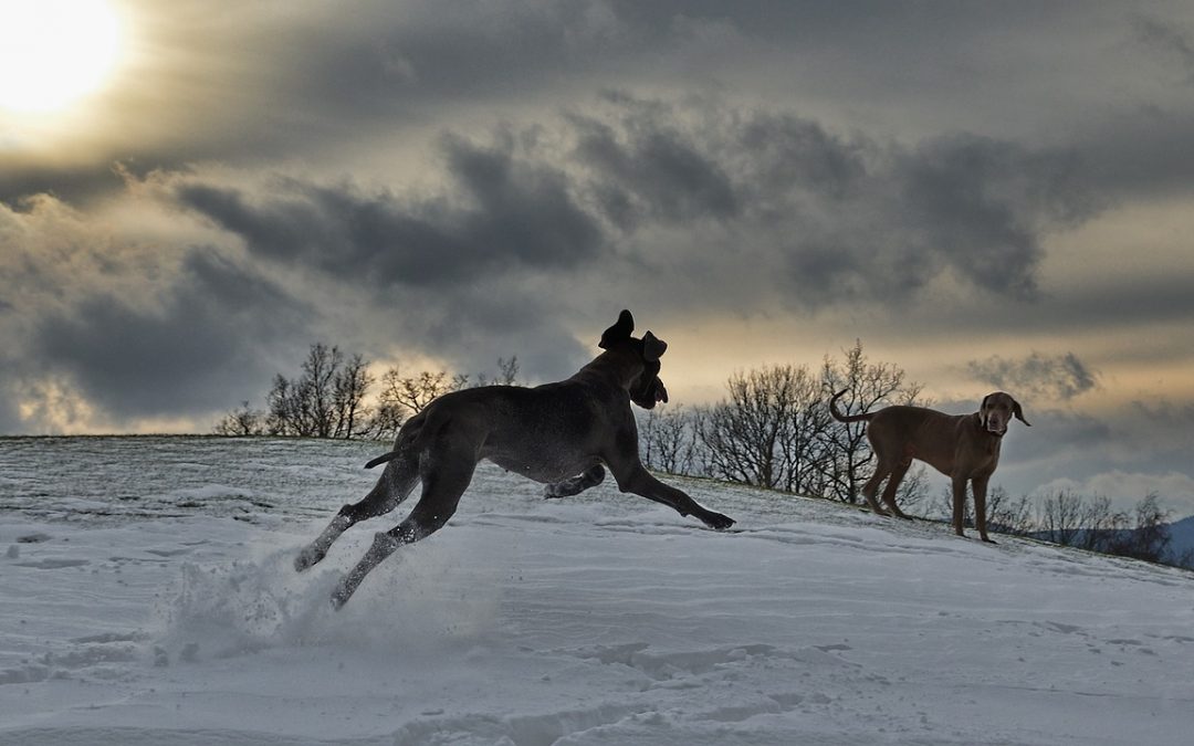 How to Calm a Male Dog when a Female Is in Heat