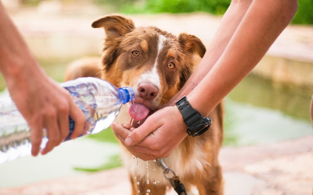 Teaching Your Dog Not to Fear the Vet