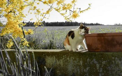6 SIGNS YOUR CAT HAS SPRING FEVER