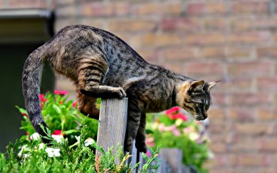Insects that can harm your cat