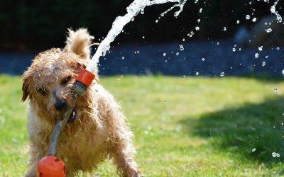 Protect your pets in the heat this Summer