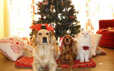 Christmas Tree and Holiday safety for pets
