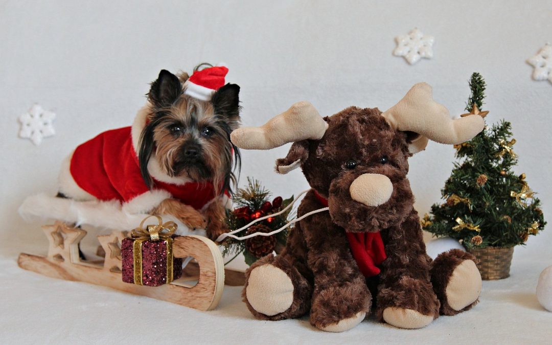 5 REASONS TO LOVE CHRISTMAS WITH PETS