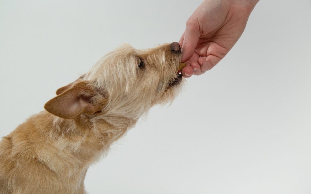 International Dog Biscuit Appreciation Day