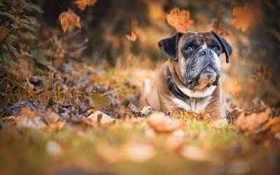 Dogs In Autumn – 8 Things To Avoid!