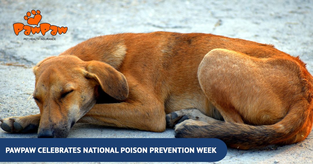 Top 5 Dog Poisons