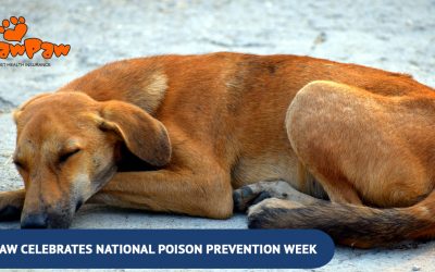 Top 5 Dog Poisons