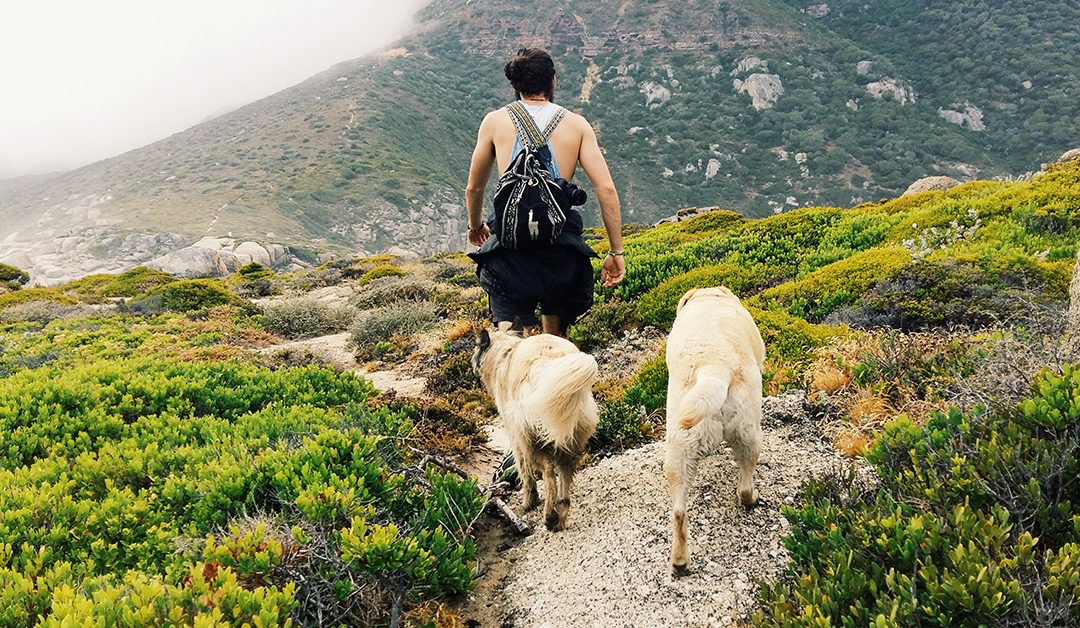 9 pet-friendly hikes and walking trails