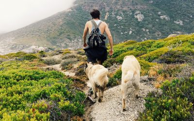 9 pet-friendly hikes and walking trails