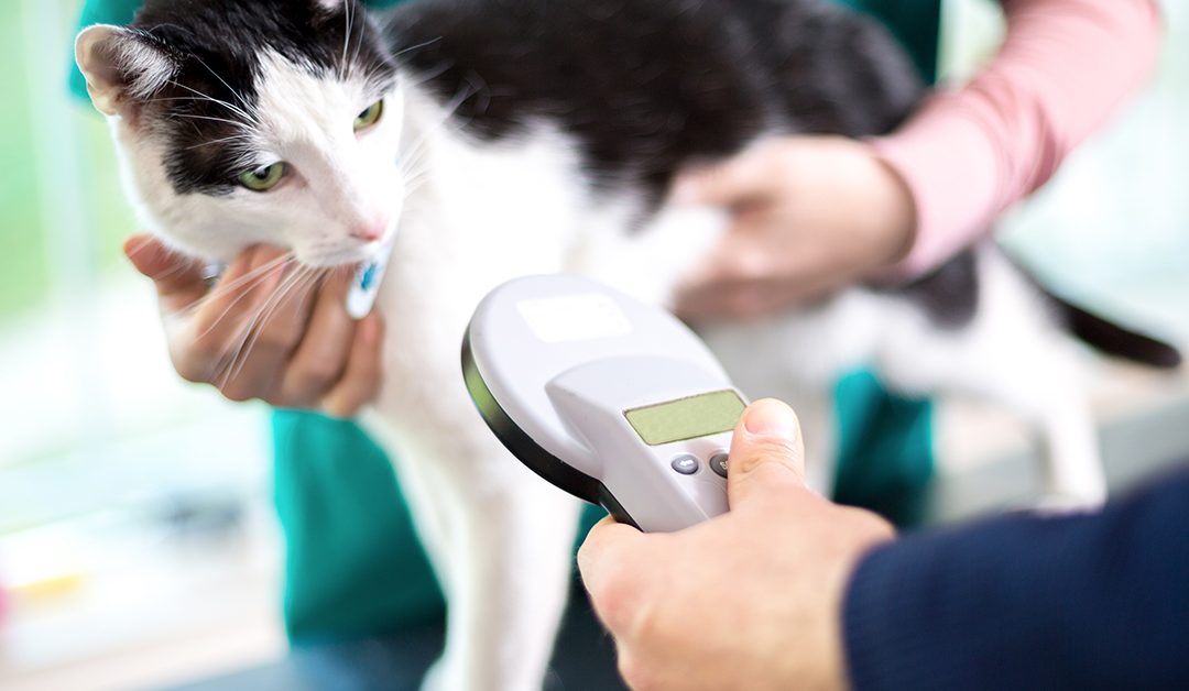 Microchipping your pets is the best gift you can give them