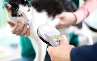 Microchipping your pets is the best gift you can give them