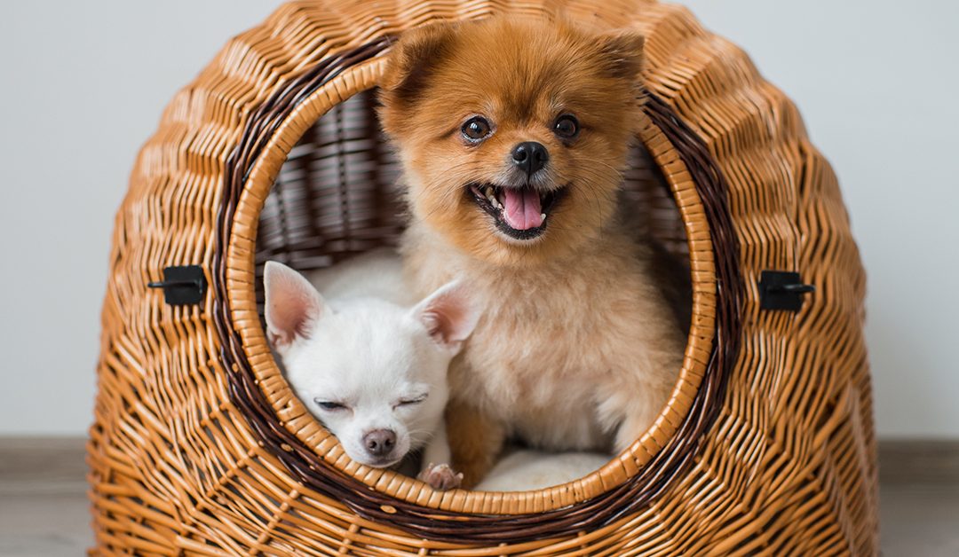 Why are dog houses an important item when you have a dog?