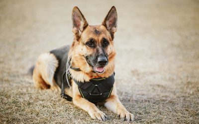 Let’s talk about Service Dogs
