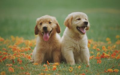 Spring Tips to Keep Pets Happy & Healthy