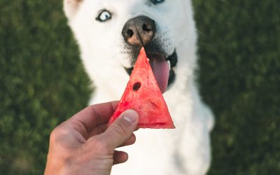 Healthy Pet Recipes for Dogs