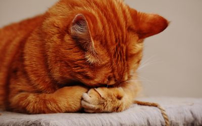 10 FOODS THAT ARE TOXIC FOR CATS