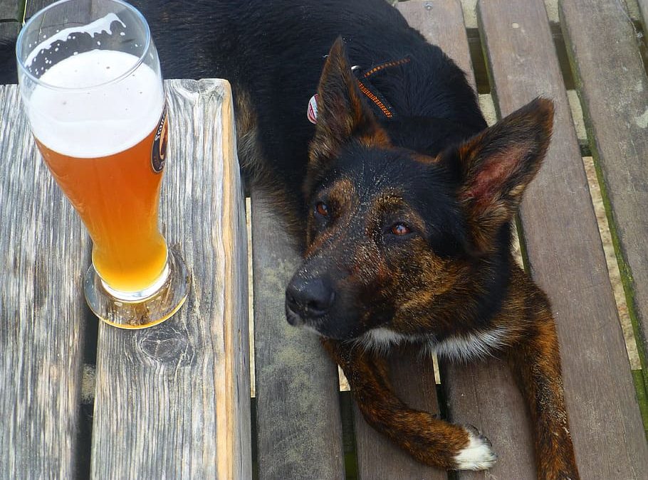 Pets and Booze – a big ‘nope’