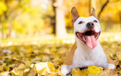Hey Autumn! Hints and advice for safe healthy pets this season