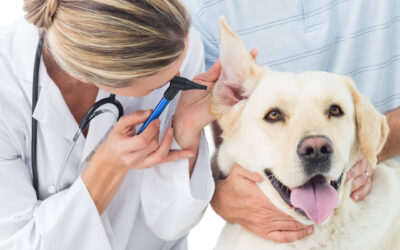 Do you know typical Vet costs in South Africa?
