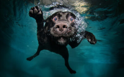 TIPS: Teaching your dog to swim