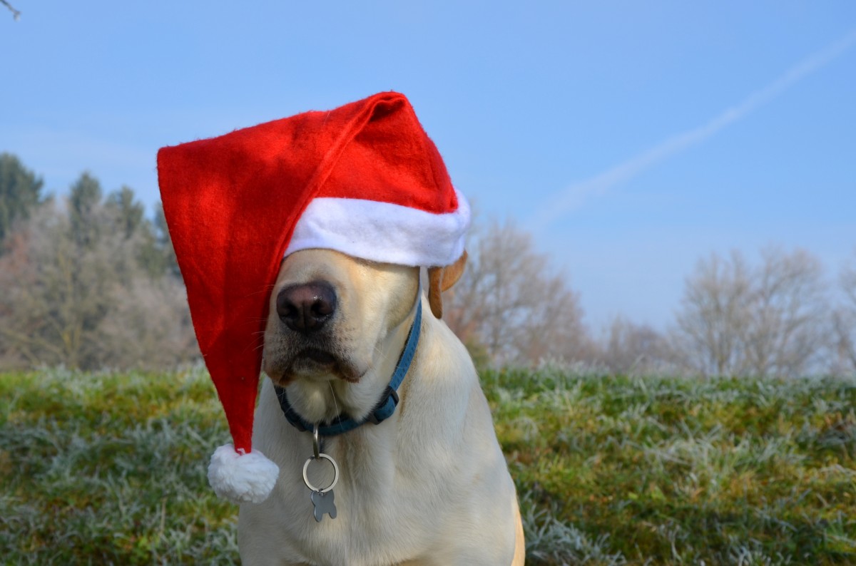 Holiday Safety for Dogs
