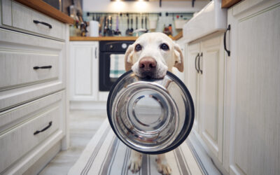 Dog Food: Fresher Might Be Better