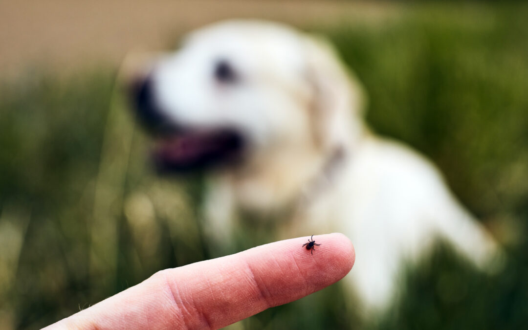 Pets and Ticks this Summer: What You Need to Know