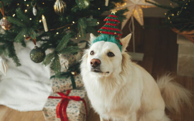 Canine Chronicles: Navigating 5 Doggy Mischiefs You May Encounter During the Festive Season