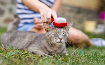 Alleviating Your Cat’s Dry Skin