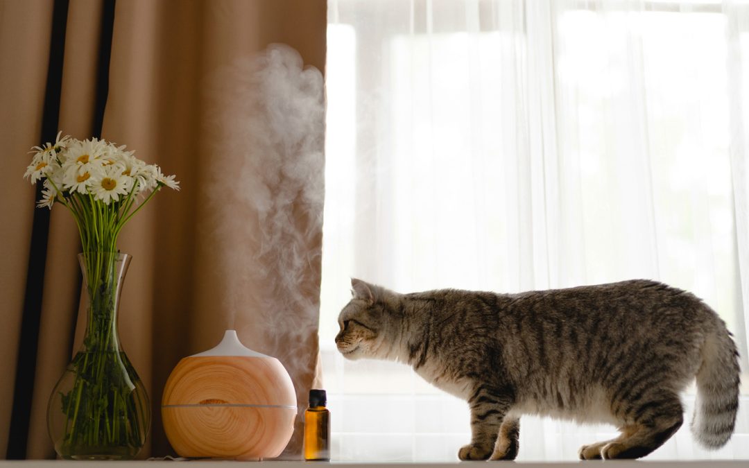 Essential Oils and Your Cat: A Guide