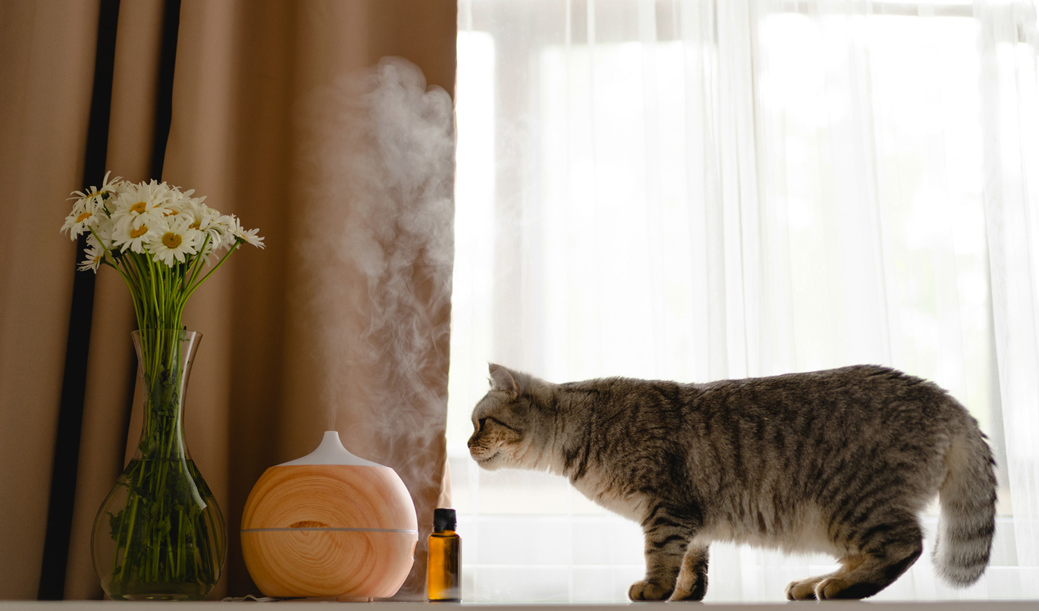 Cats and Essential Oils
