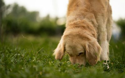 The Importance of Letting Your Dog Sniff During Walks