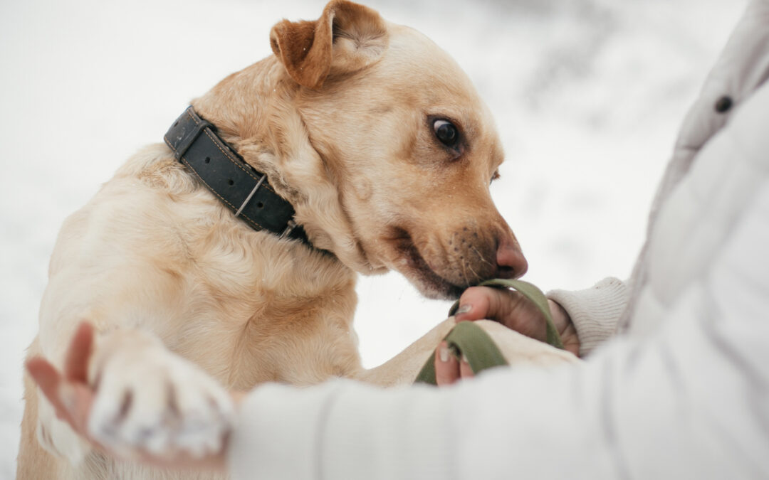 Is Citronella Safe for Dogs?