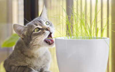 Why Does My Cat Munch Grass?