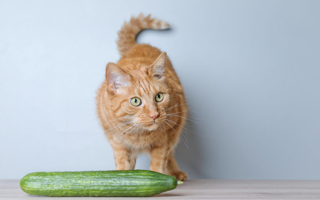 Are Cats Actually Scared of Cucumbers?