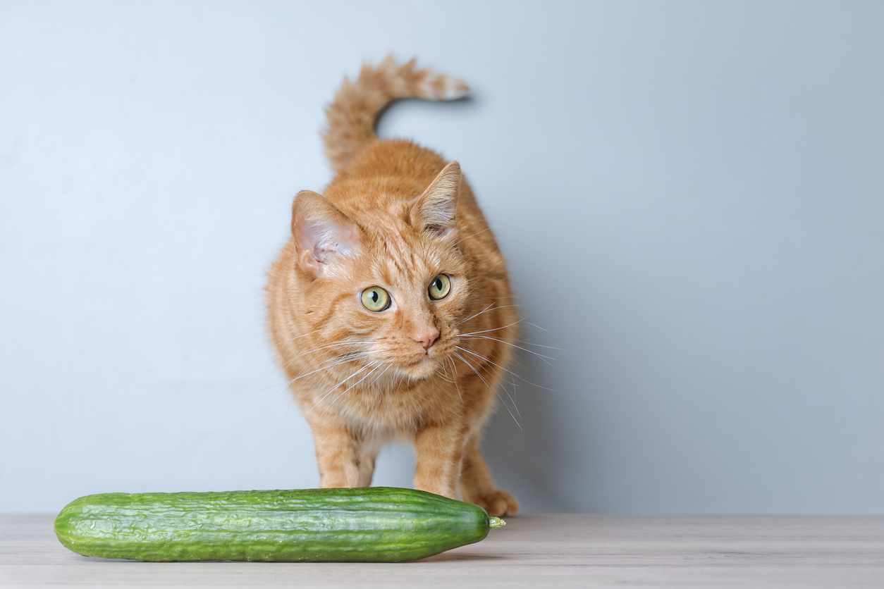 Cats and Cucumbers