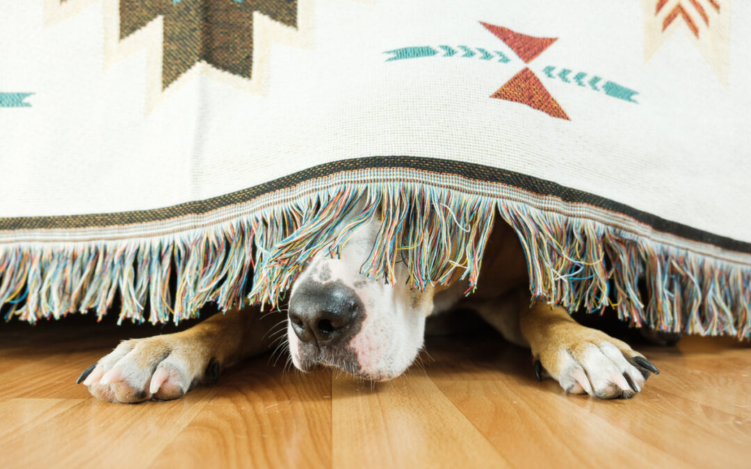 How to Calm Your Dog During Thunderstorms: Expert Tips for Soothing Anxiety