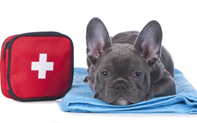 First Aid Kit for Your Furry Friend: Essential Items Every Pet Owner Needs