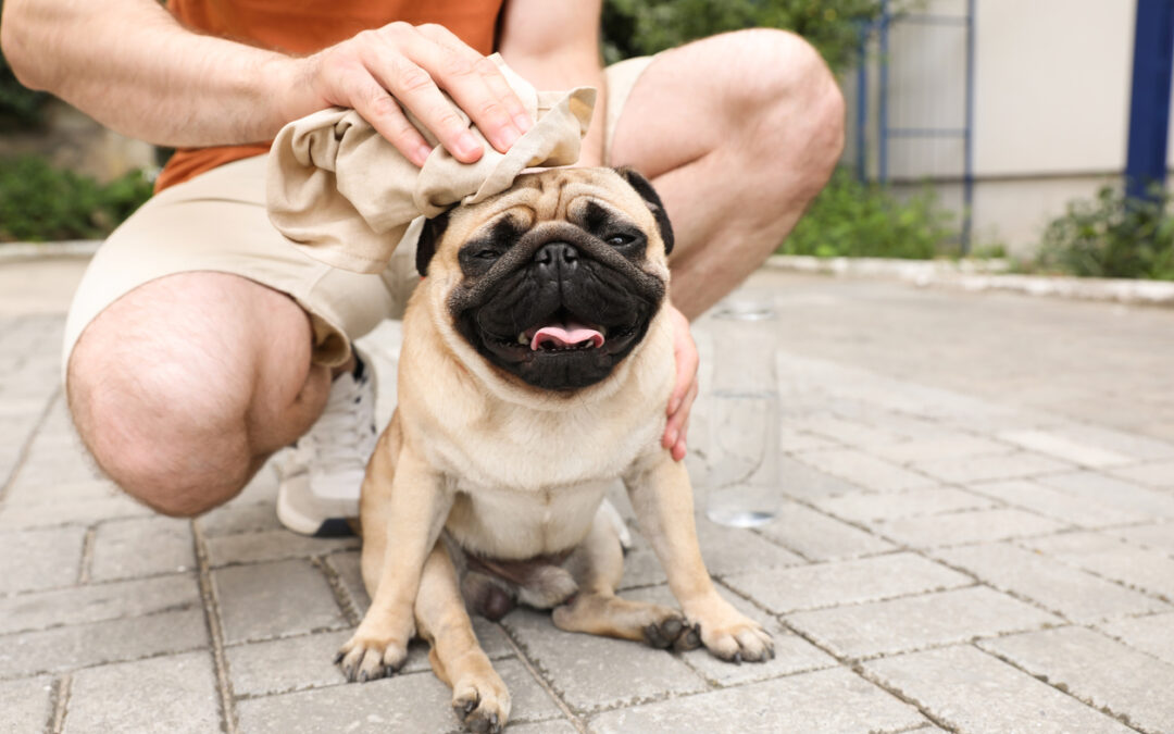 A Guide to Recognizing and Preventing Heatstroke in Dogs