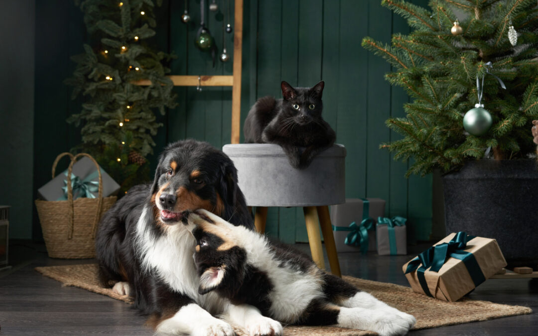 Christmas Plants: Protecting Cats and Dogs from Toxicity